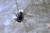 Pardosa sp.